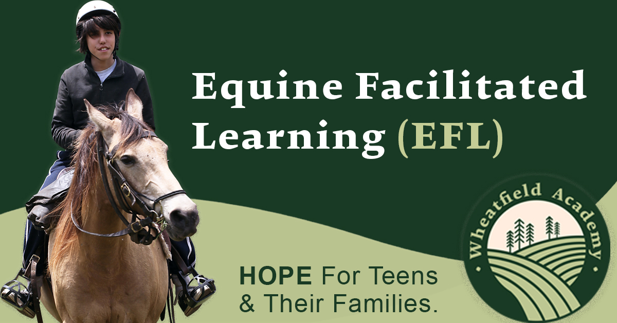 Equine Facilitated Learning At Wheatfield Academy